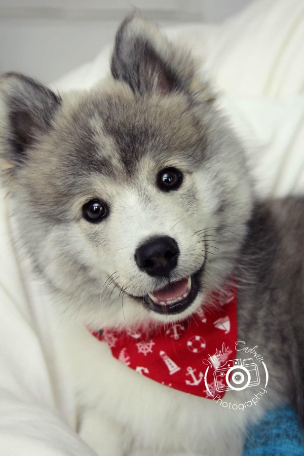 аляскинский кликай