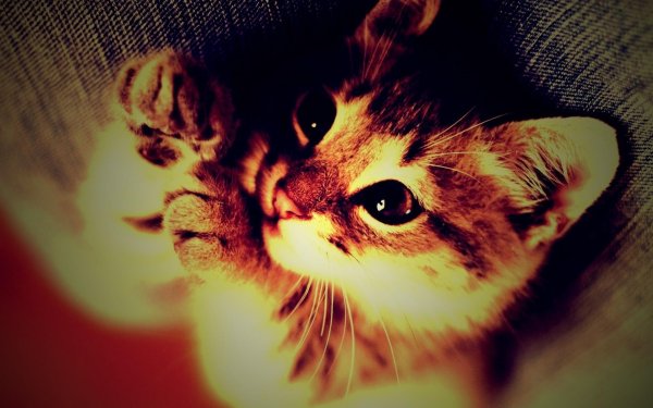 котенок красивый