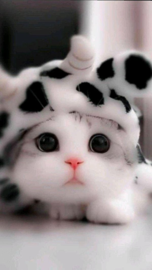 милые котенок