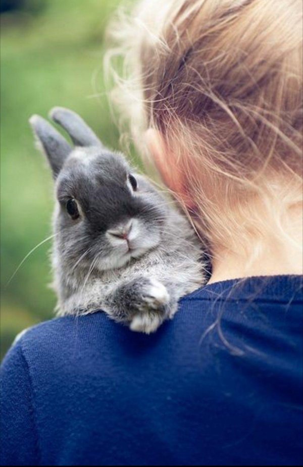 фотосессия с кроликами