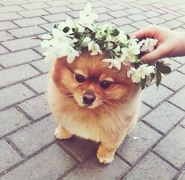 померанские шпицы