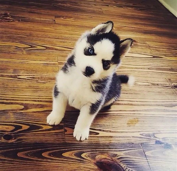 сибирская хаски щенок