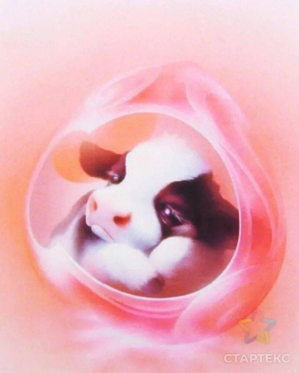 милое животное