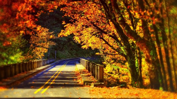 осенняя дорога