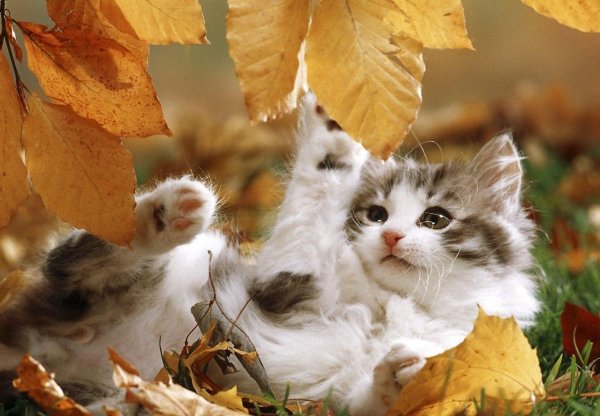 осенние котики