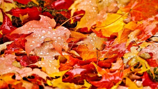 осенняя листва