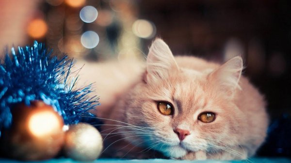 новогодние котик