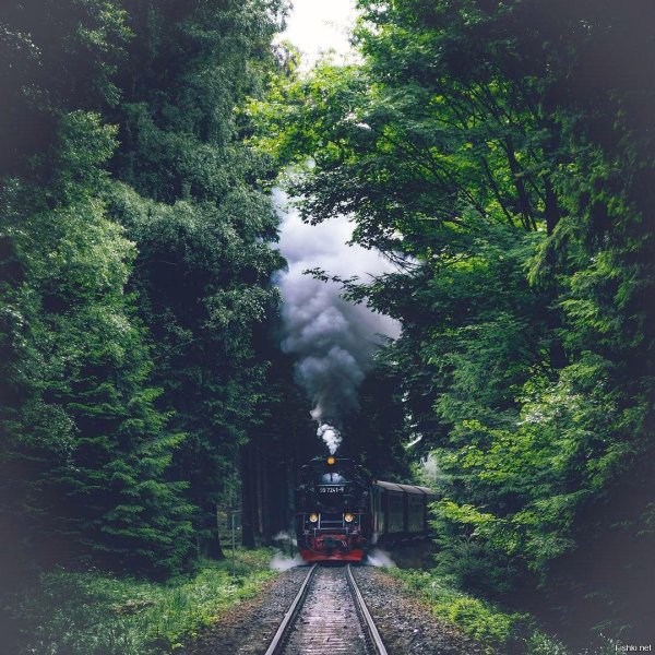 паровоз в лесу