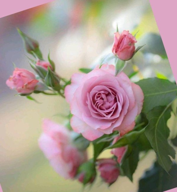 цветок красивый