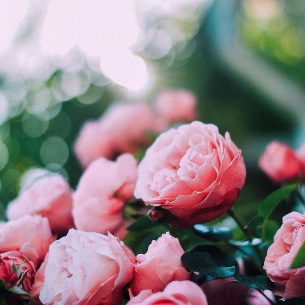 цветок жизни