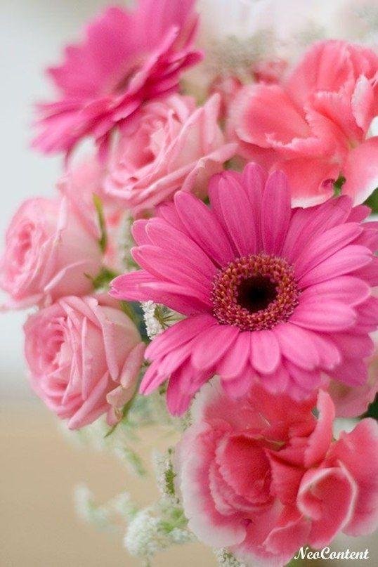 гербера розовая