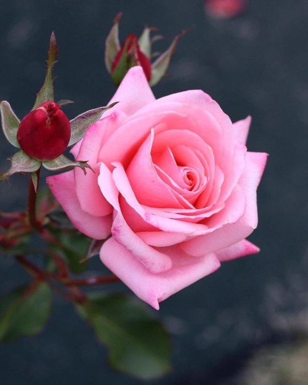 розочка цветок