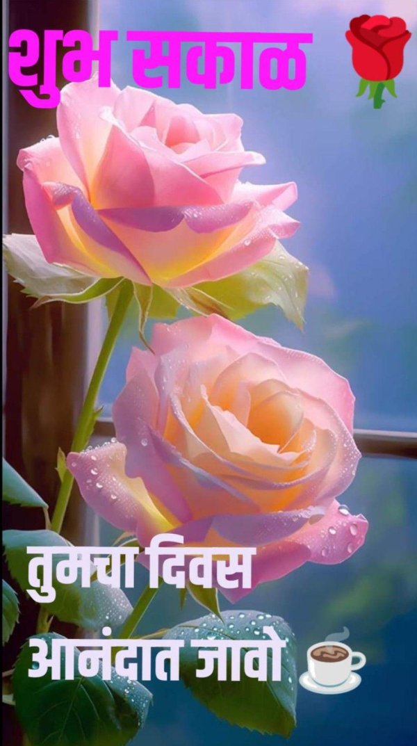 роза розовая