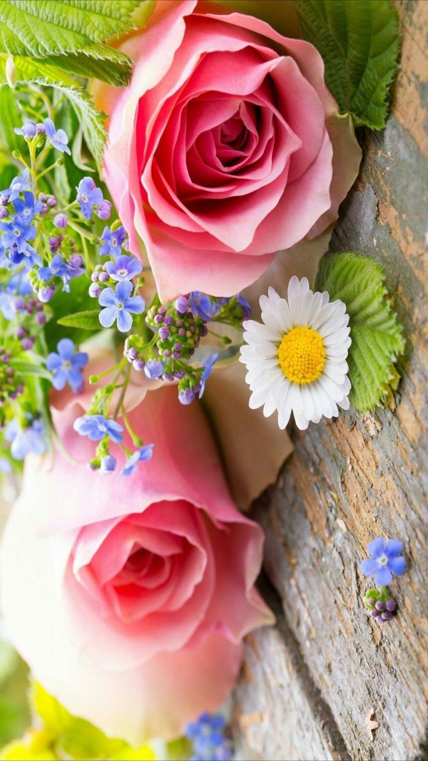 красивая цветок