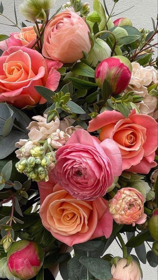 цветок ранункулюс