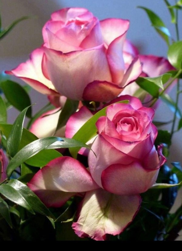 роза камала