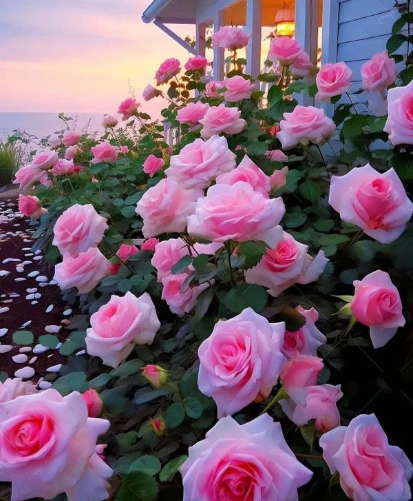 роза розовая