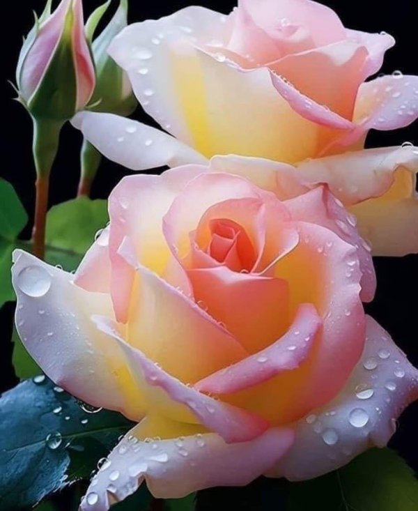 розы чайно гибридные глория