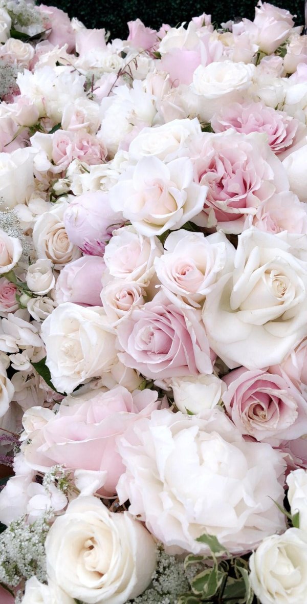 нежные пионы