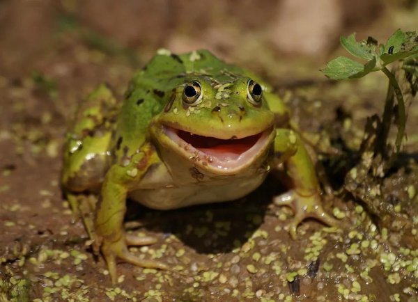 лягушка карликовая золотая