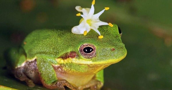 квакша красноглазая