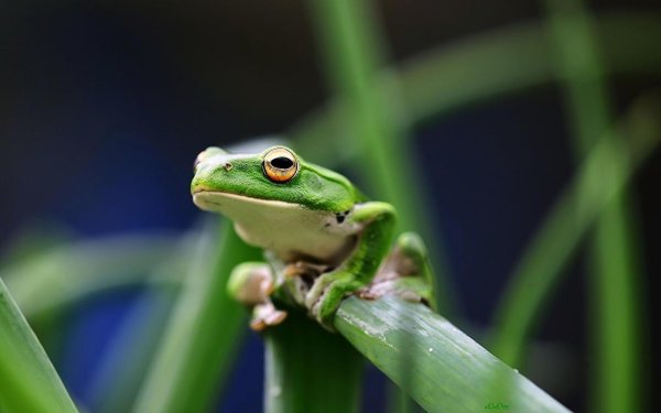 ярко зеленая лягушка грин фрог