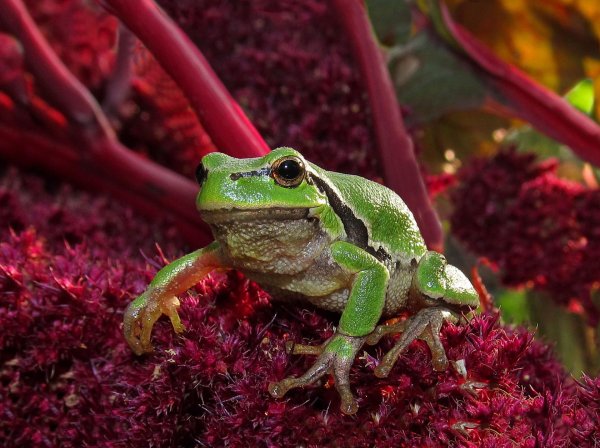 квакша обыкновенная