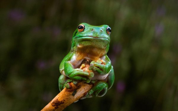 милая лягушка