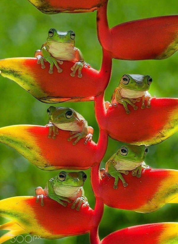 три лягушки