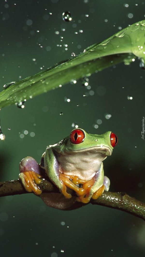 красноглазая квакша