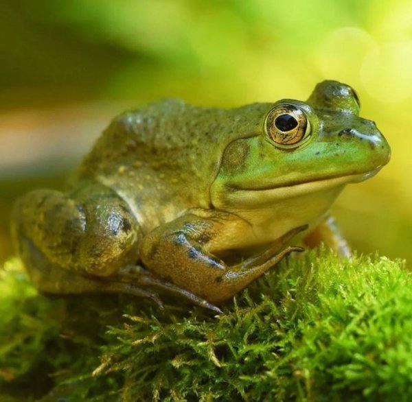 североамериканская лягушкабык