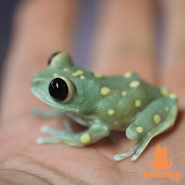 квакша австралийская литория