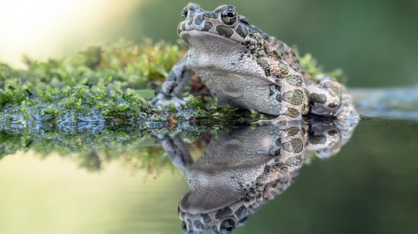 жаба зеленая буфо виридис