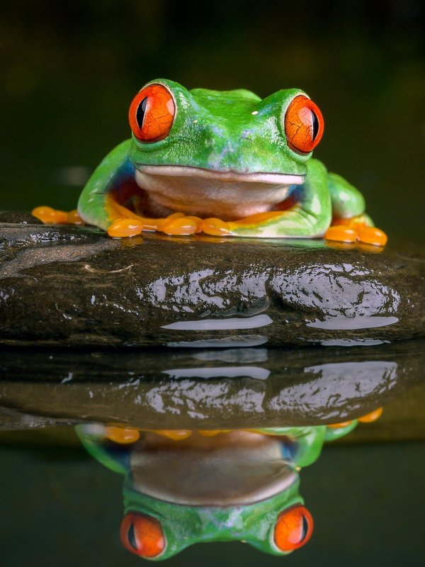 красивая лягушка