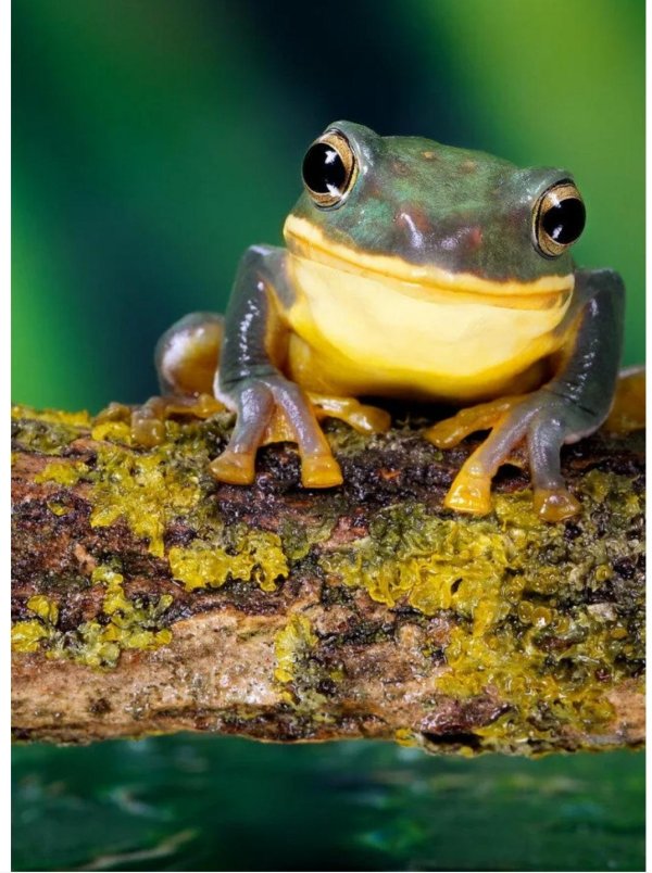 лягушка живая