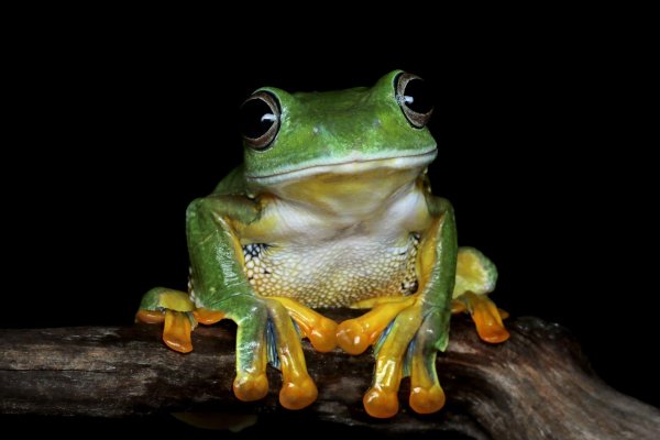 лягушка живая