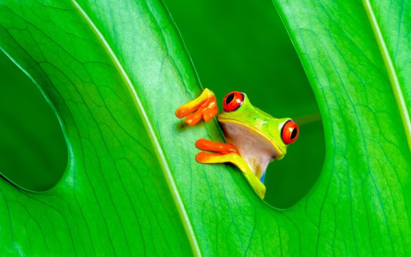 древесная квакша