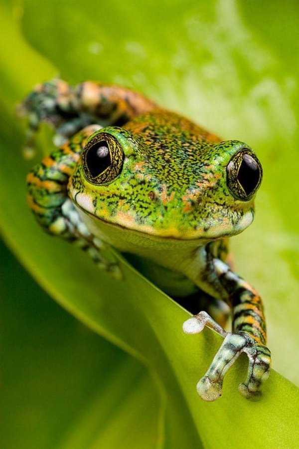 квакши бесхвостые земноводные