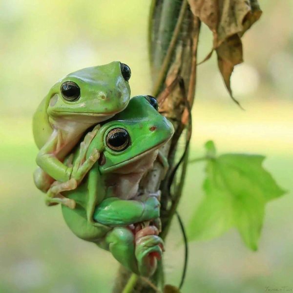 день лягушки