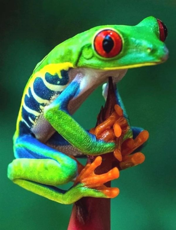 красноглазая квакша