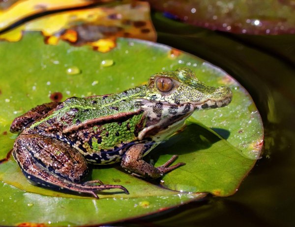 лягушка болотная