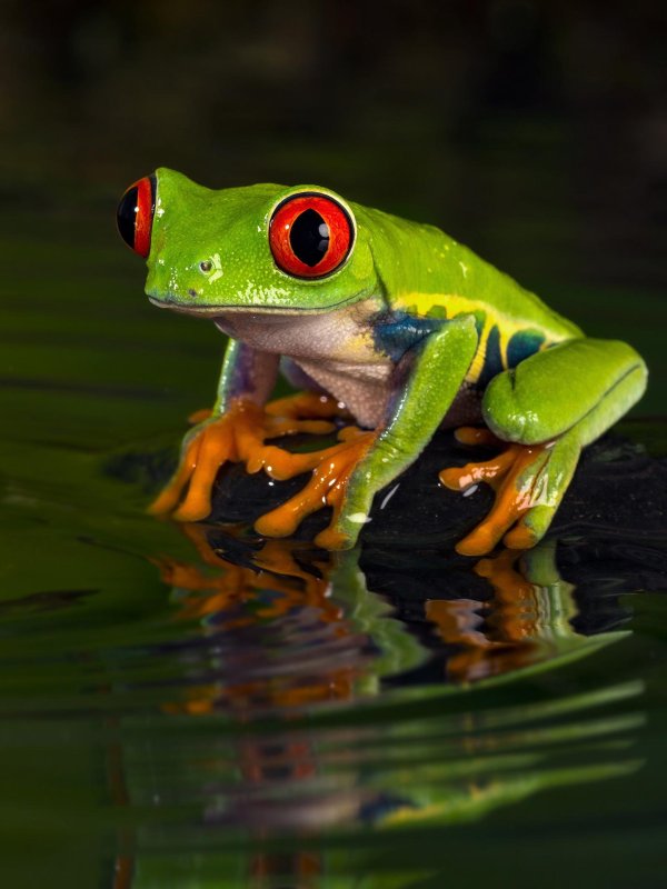 квакша красноглазая