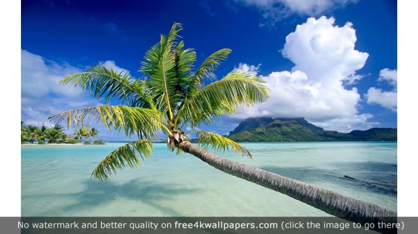 пальмы океан