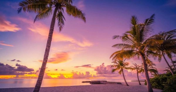 закат пальмы