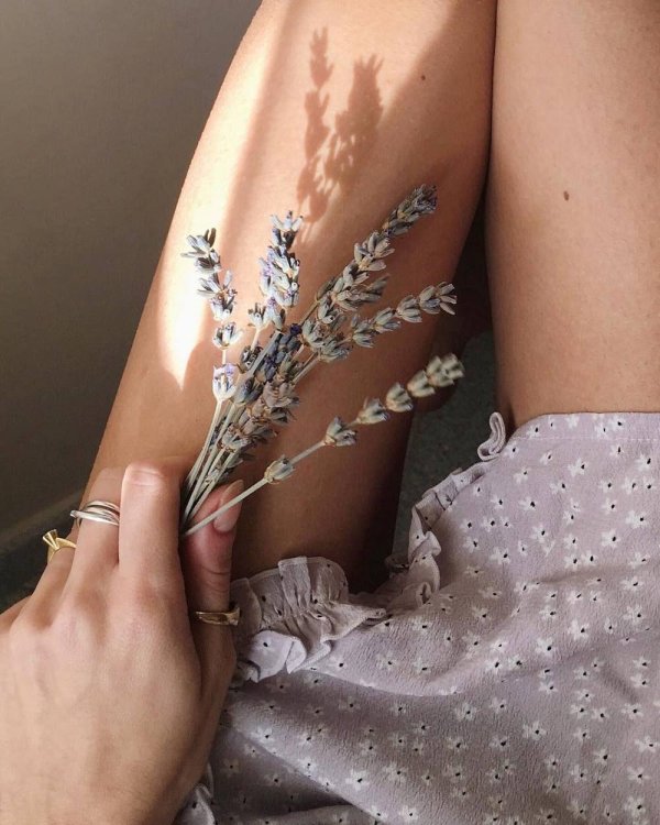 сухоцвет лаванда