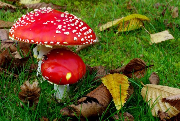 мухомор ежеголовый