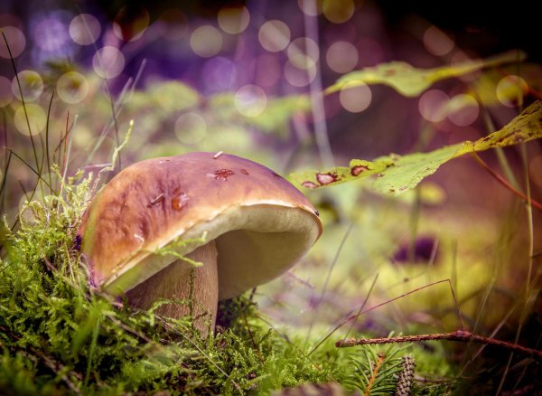 макросъемка природа