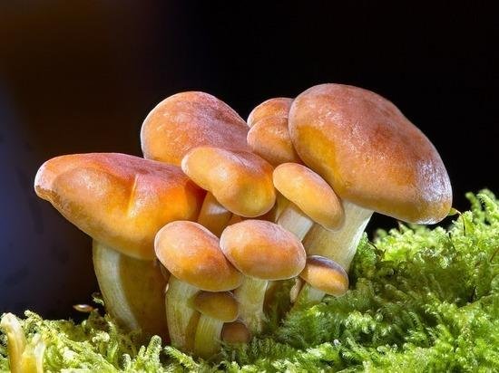 ложная опята