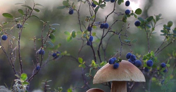 грибы лесные