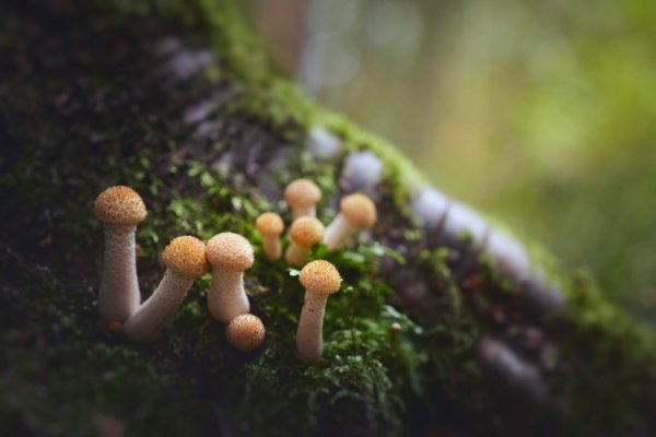 опята галлика